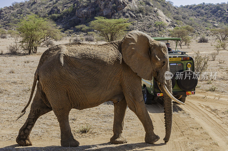 非洲丛林象或非洲草原象(Loxodonta africana)是两种非洲象中较大的一种。路过一辆游猎车，显示了它的大小。